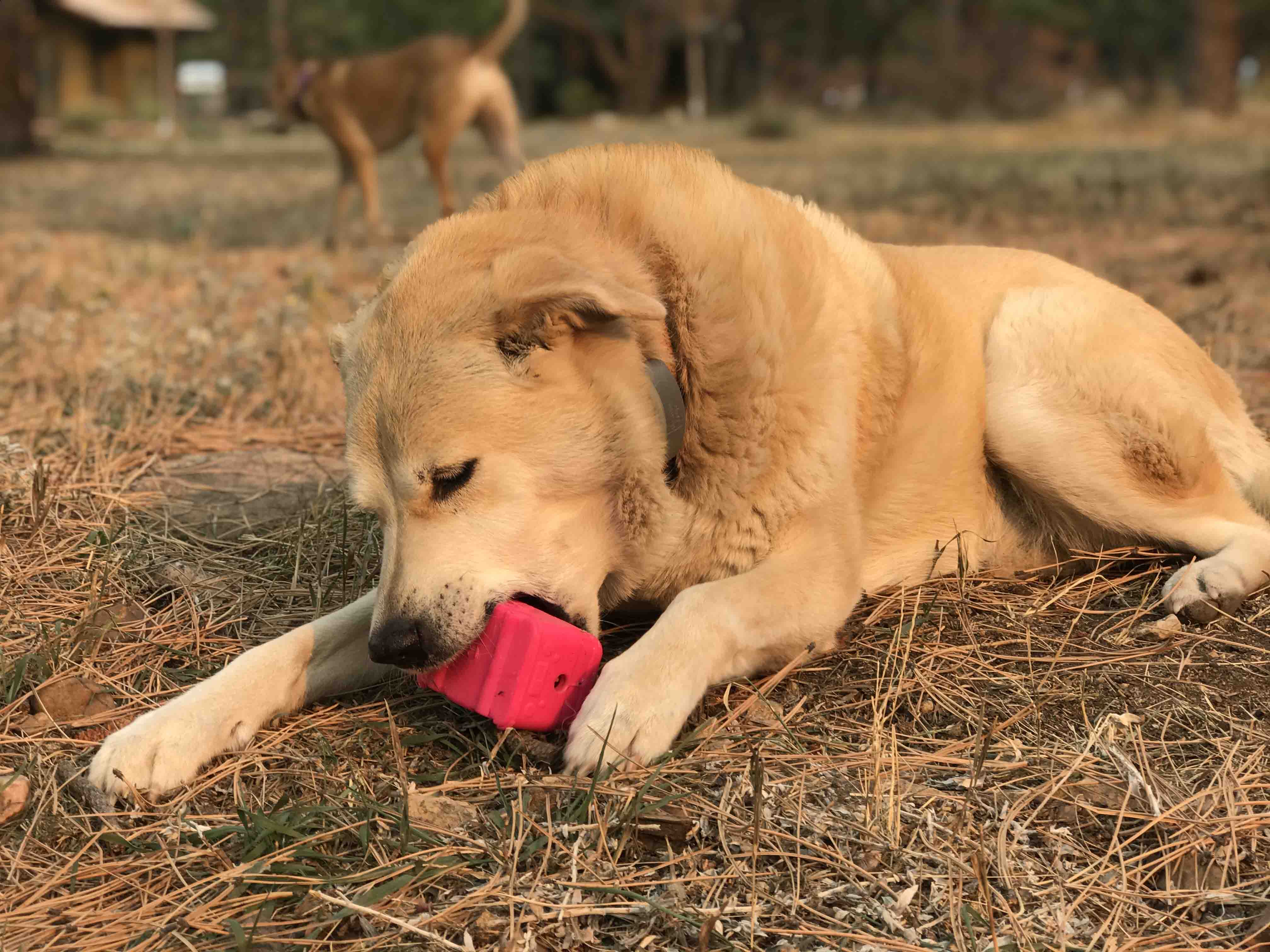 Surf's Up! Retro Van Dog Toy - Durable Chew Toy for Large Dogs | USA Made - Image 10