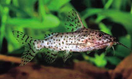 Synodontis nigrita - Image 2