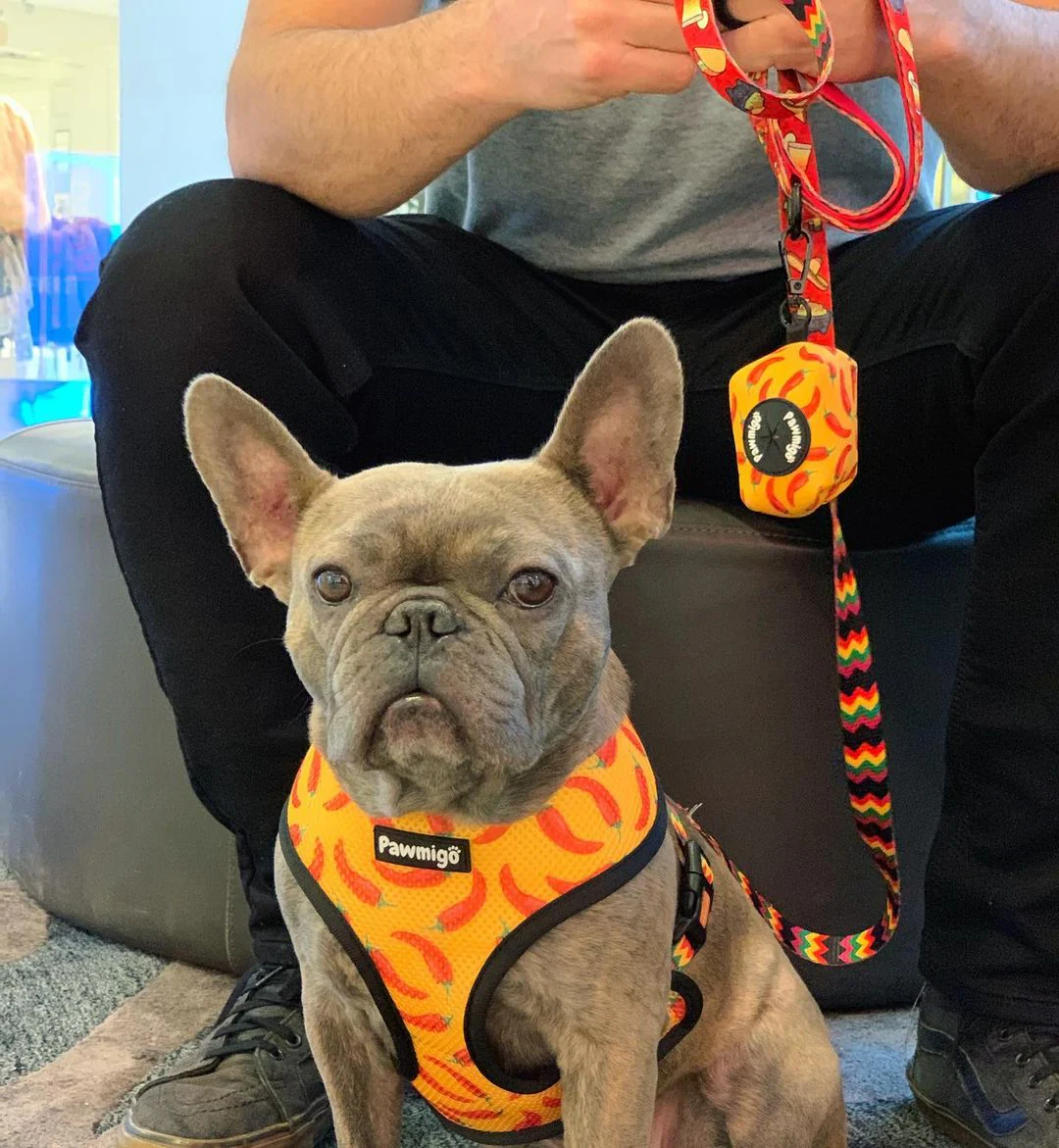 Taco Tuesday Leash Kit - Image 4