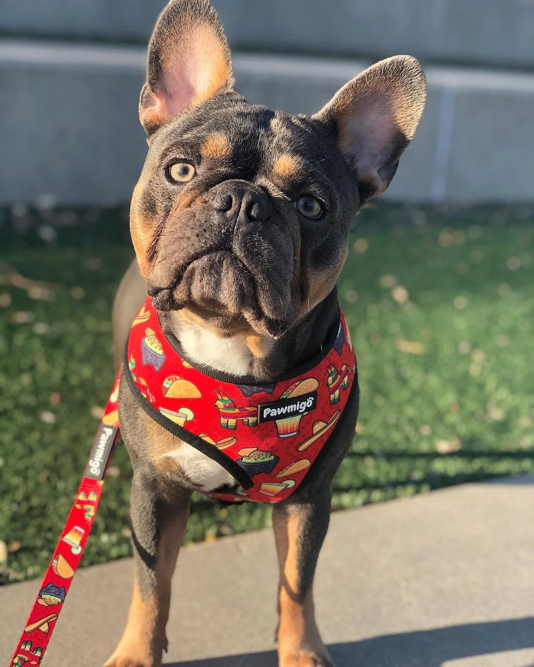 Taco Tuesday Leash Kit - Image 5