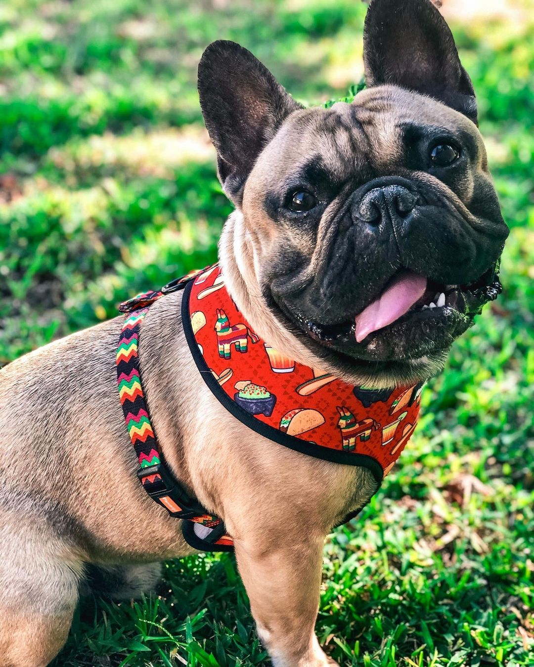 Taco Tuesday Reversible Harness - Image 2