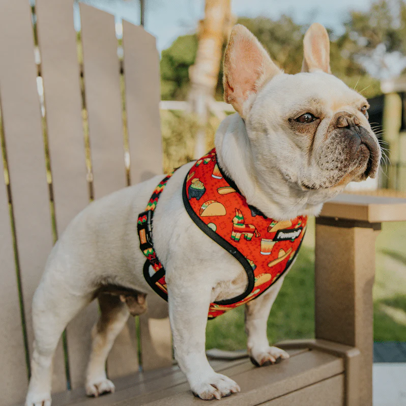 Taco Tuesday Reversible Harness - Image 5