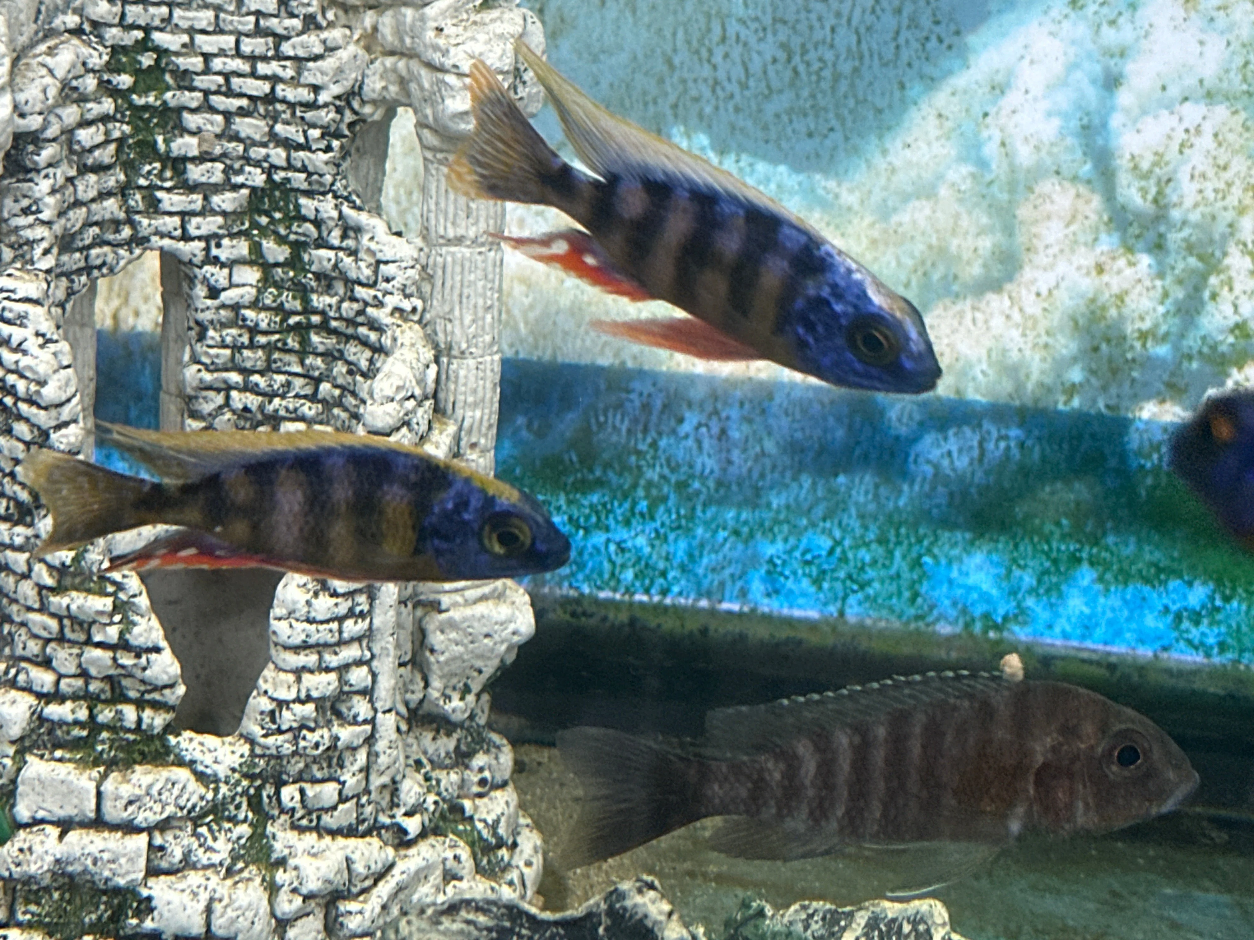 Taiwan Reef Cichlid (Protomelas sp. "Steveni Taiwan") - Image 2