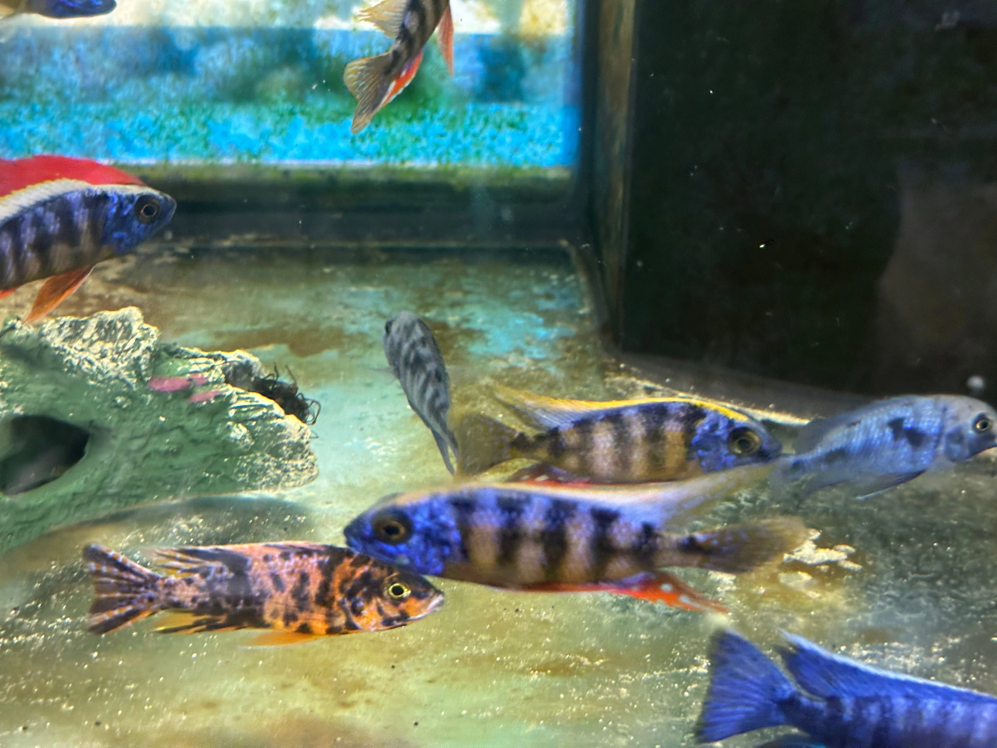 Taiwan Reef Cichlid (Protomelas sp. "Steveni Taiwan") - Image 3