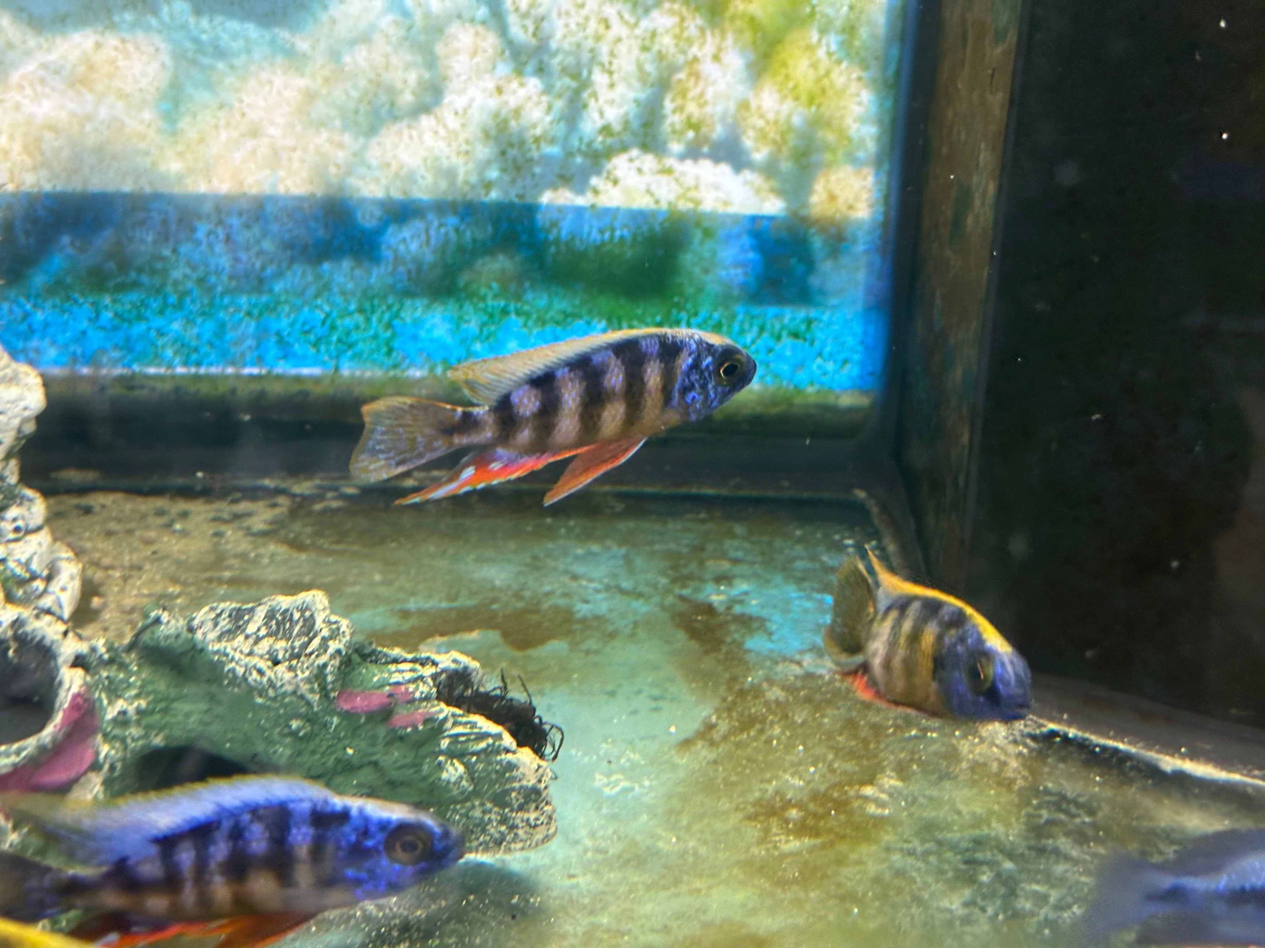 Taiwan Reef Cichlid (Protomelas sp. "Steveni Taiwan") - Image 4