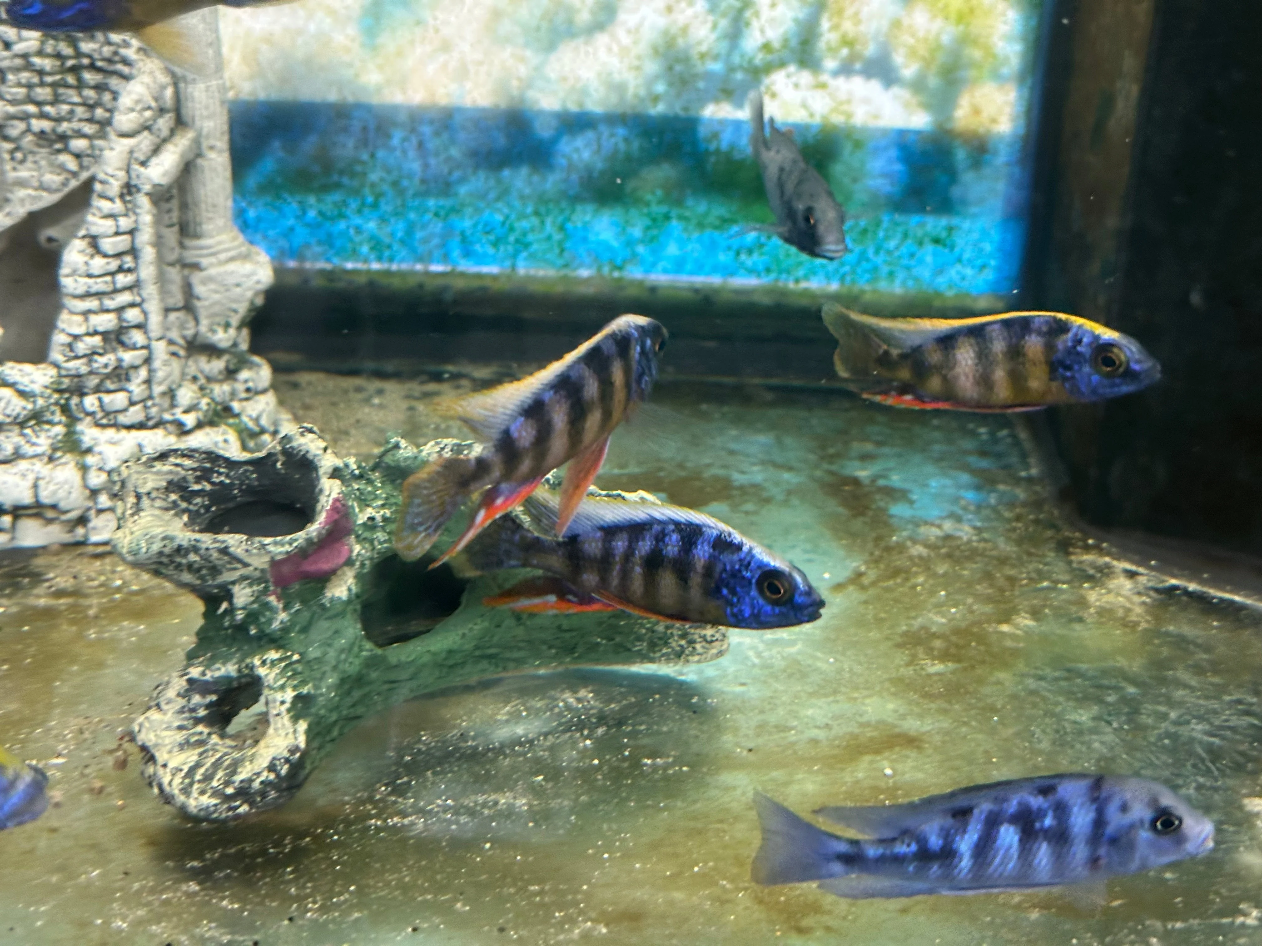Taiwan Reef Cichlid (Protomelas sp. "Steveni Taiwan") - Image 5