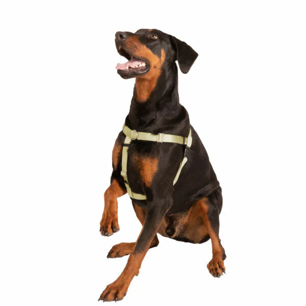 Tan Freedom No-Pull Dog Harness - Image 8