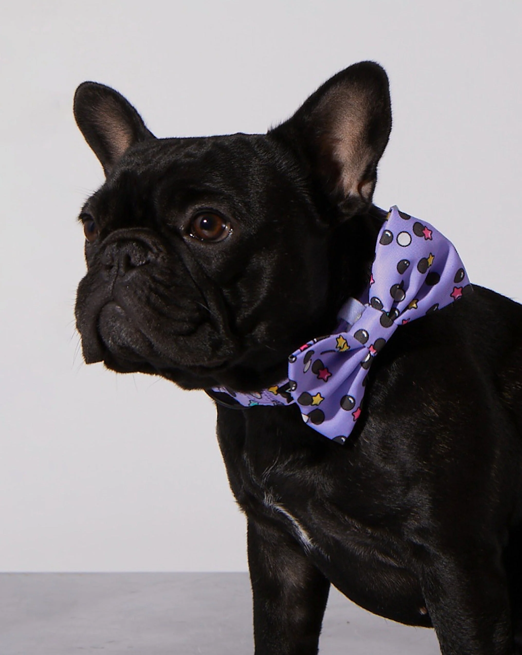 Taro Boba Dog Collar & Bowtie - Image 2