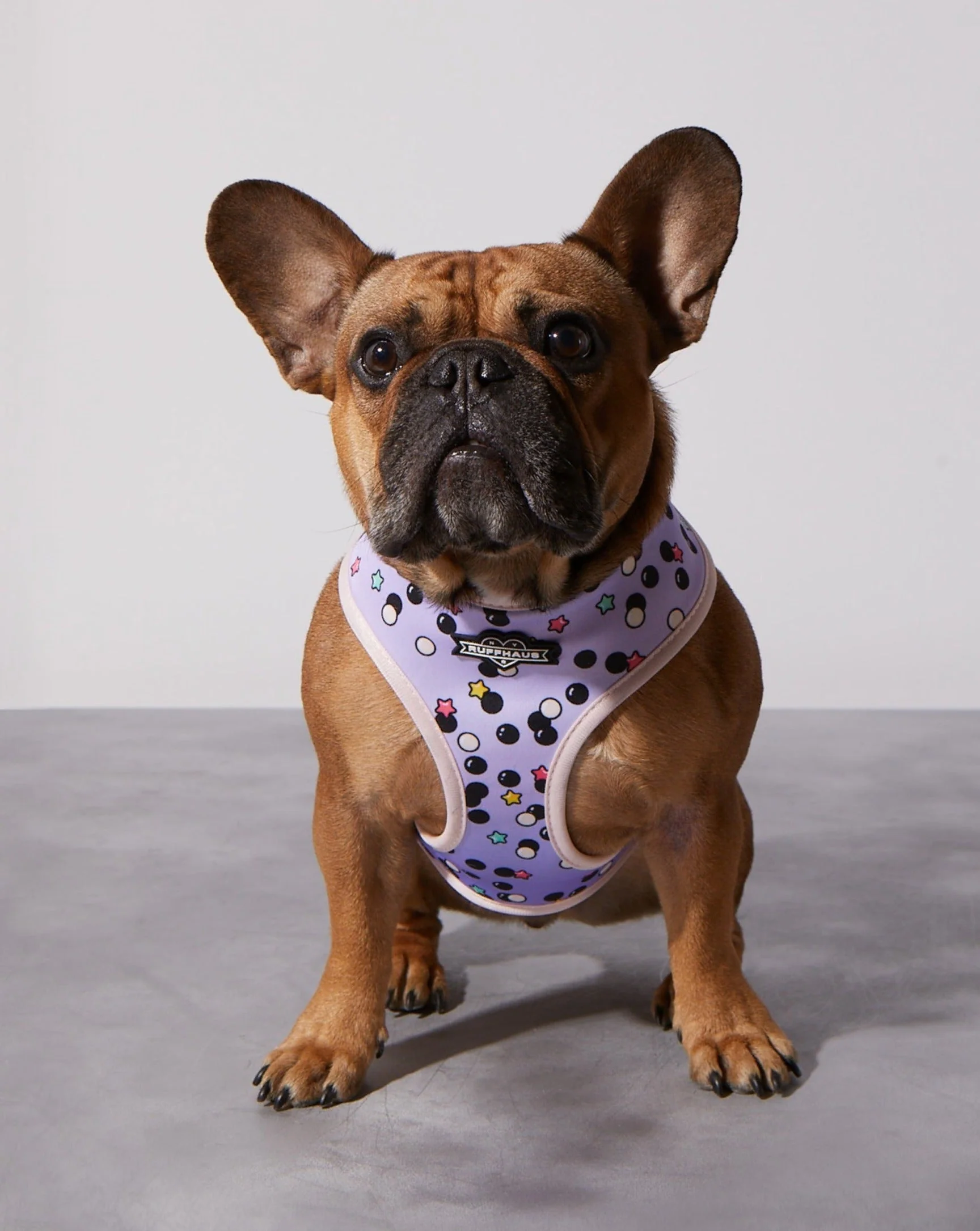 Taro Boba Reversible Harness - Image 2