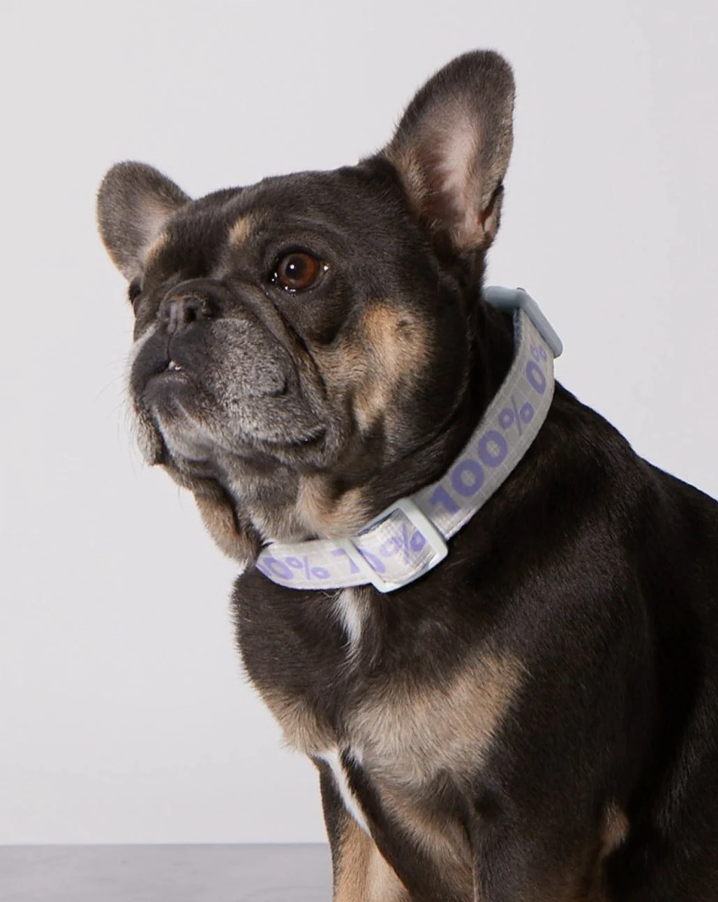 Taro Sugar Level Dog Collar - Image 2