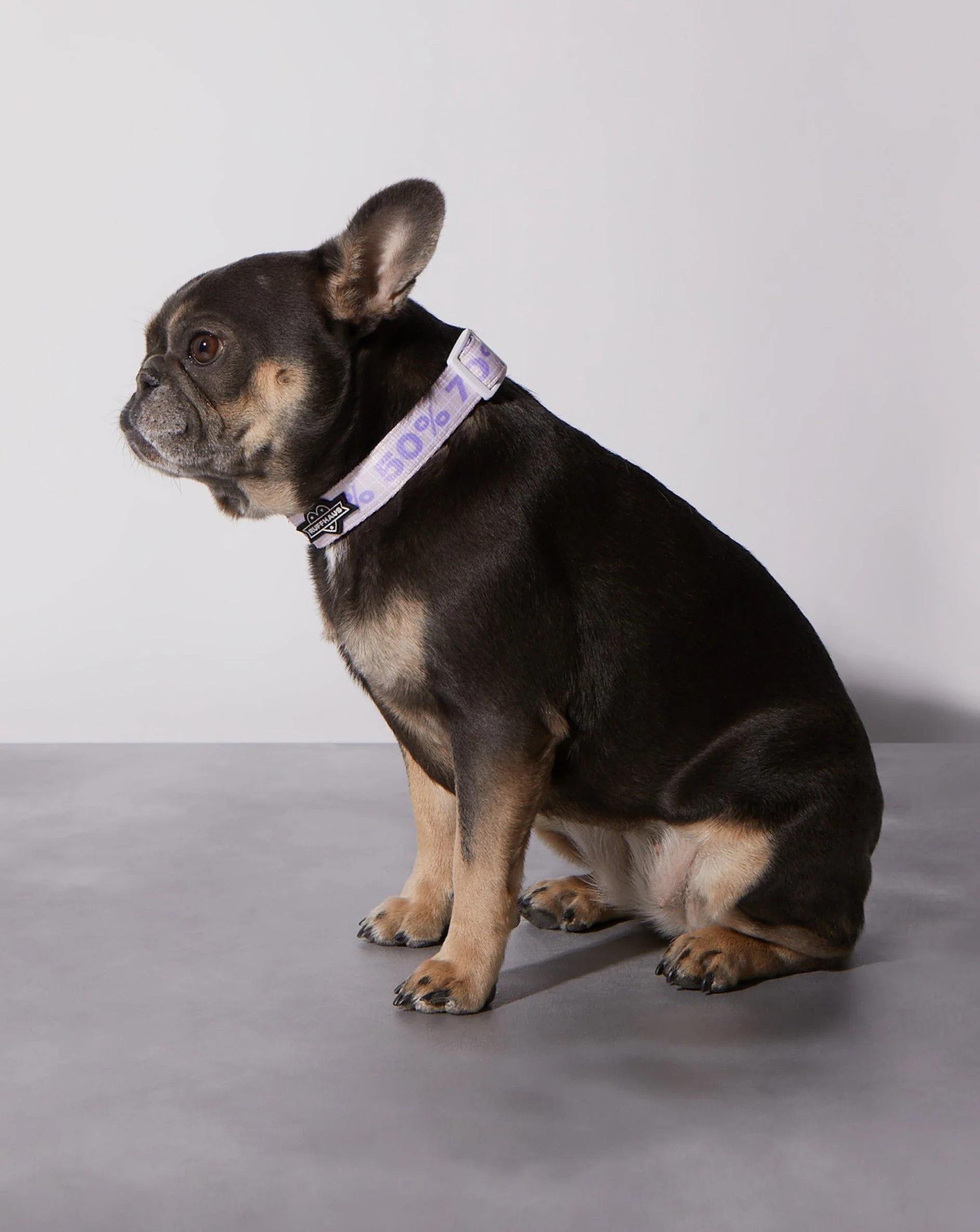 Taro Sugar Level Dog Collar - Image 3
