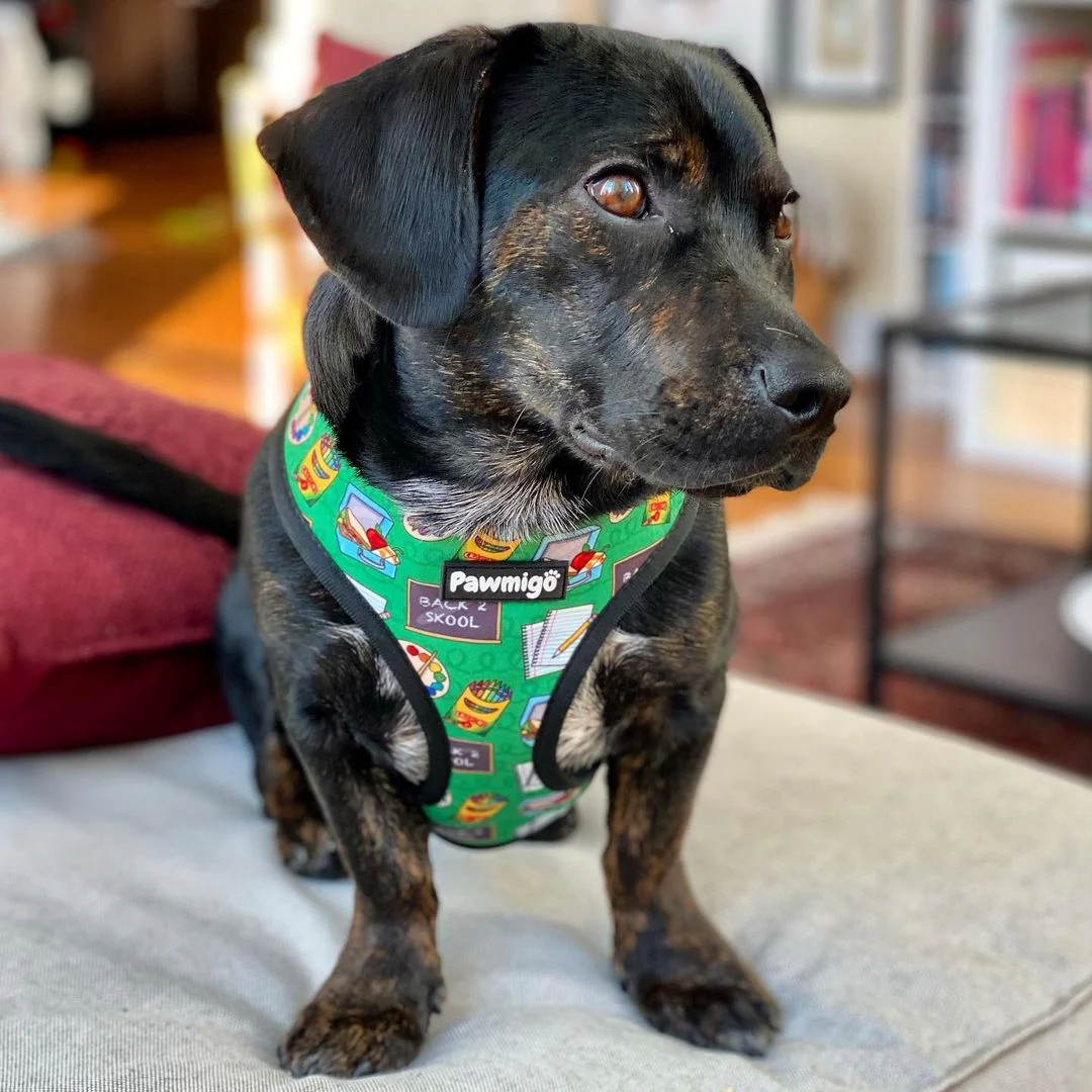 Teacher's Pet Reversible Harness - Image 5