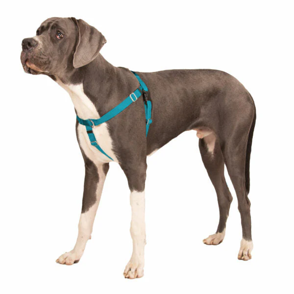 Teal Freedom No-Pull Dog Harness - Image 8