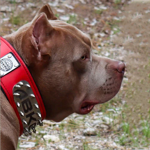 The ABKC Collar - Image 2