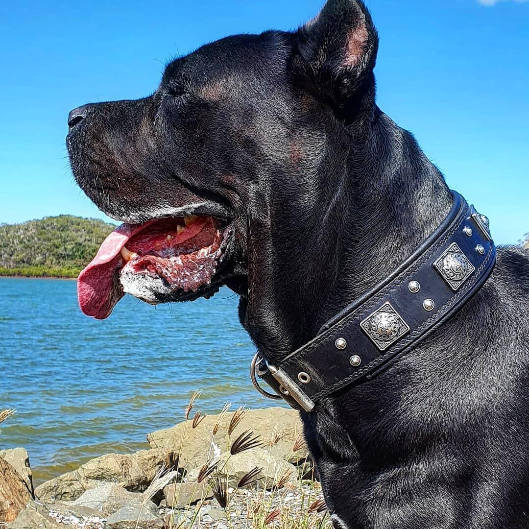 The all Black "Eros" collar 2.5 inch wide - Image 3