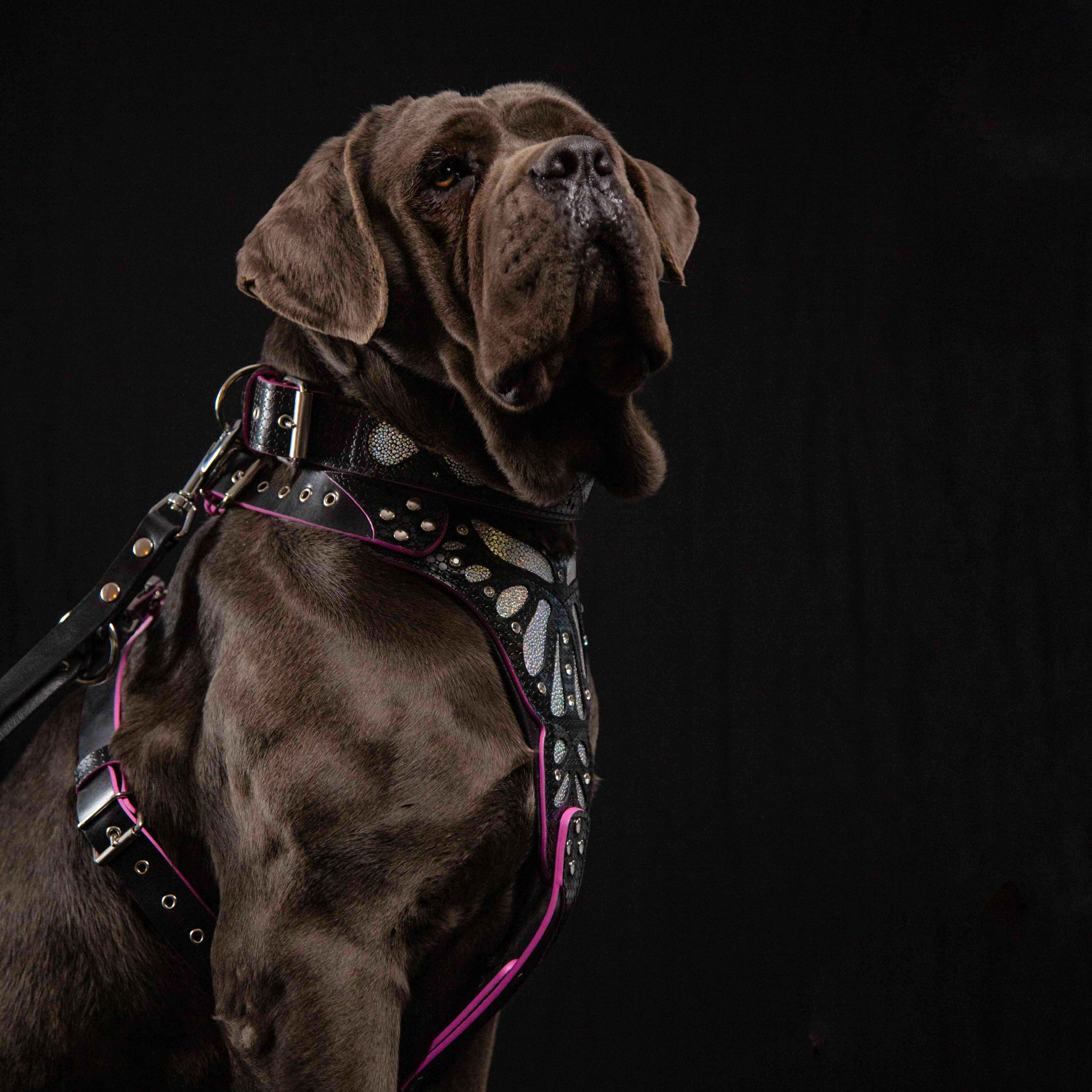 The "Ariel" collar - Image 5