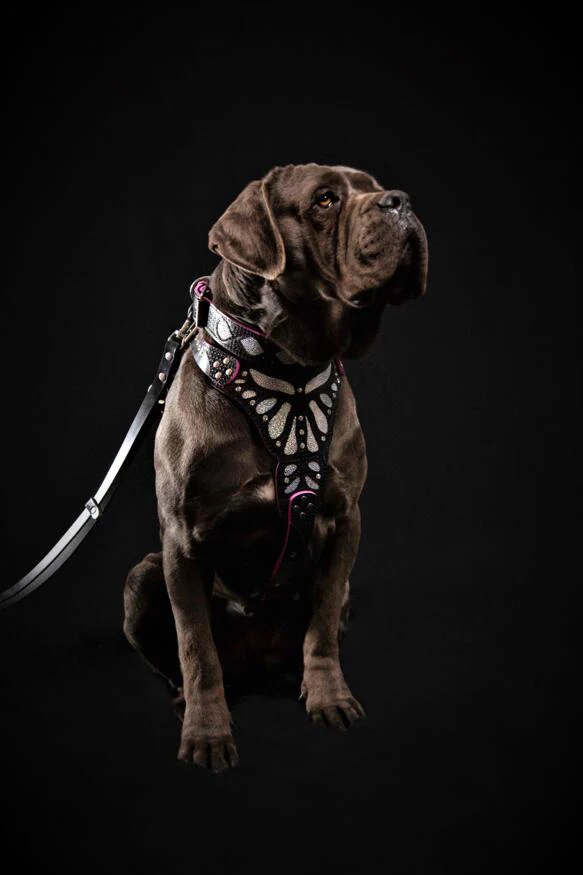The ''Ariel'' harness - Image 3