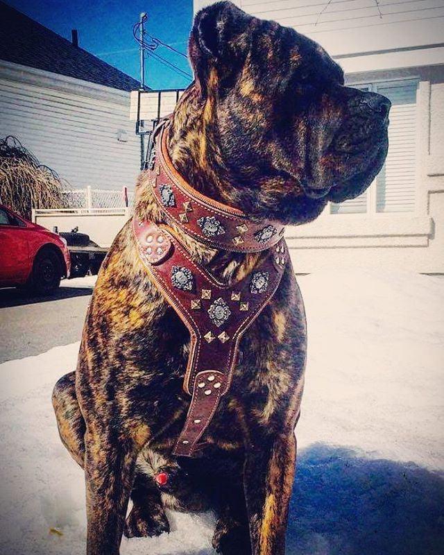 The "Aztec" big dogs harness BROWN - Image 4