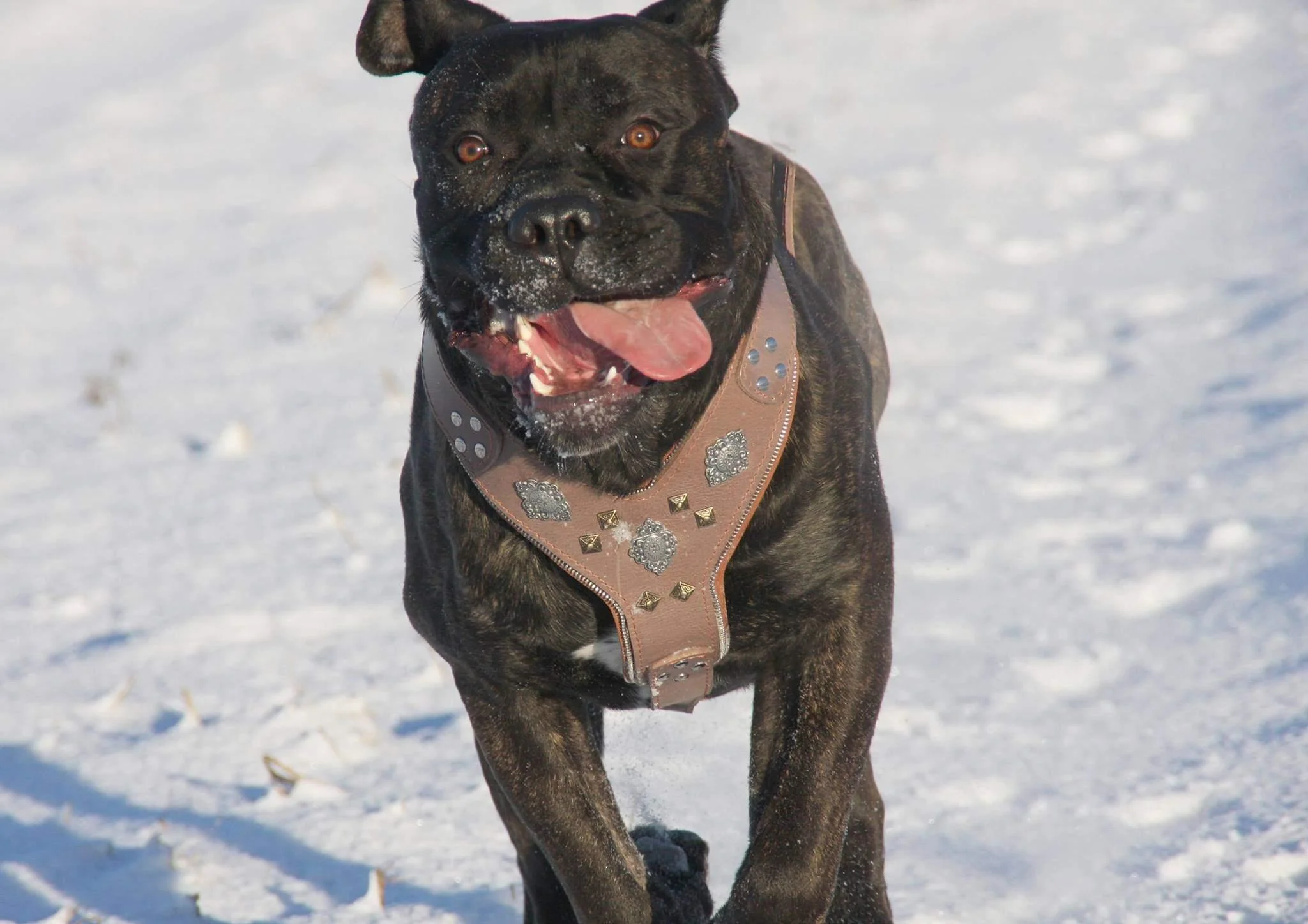 The "Aztec" Grey Harness - Image 3