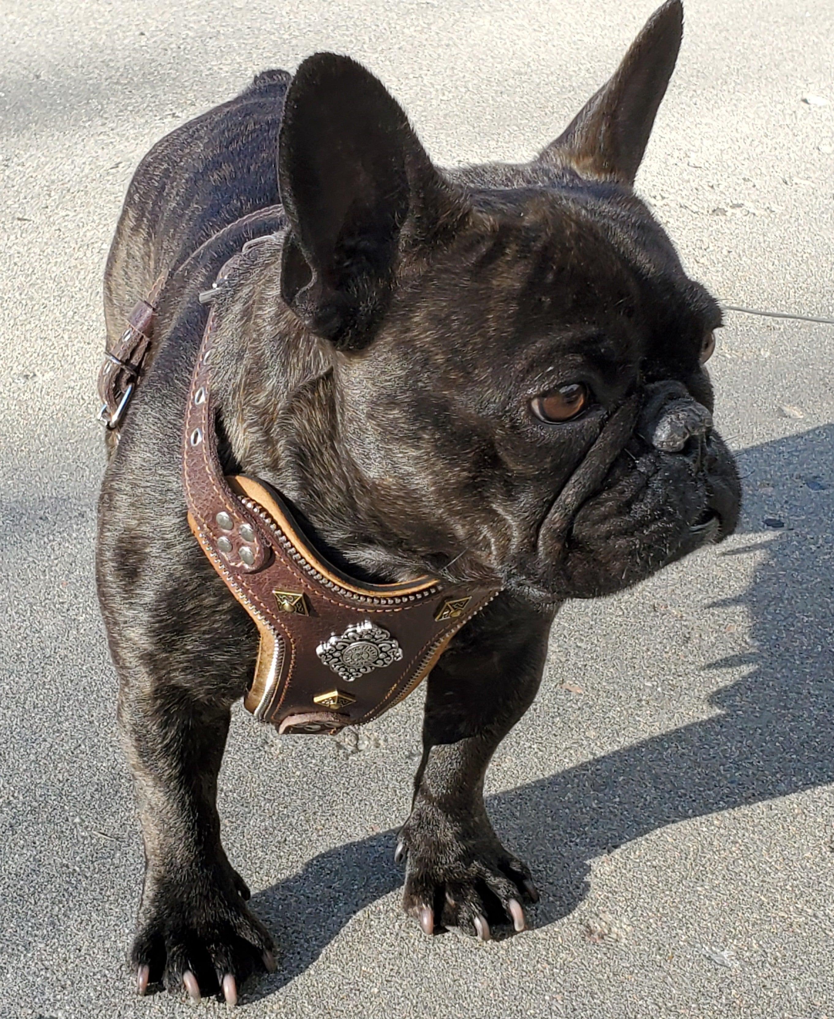 The ''Aztec'' harness Brown Small to Medium Size - Image 2