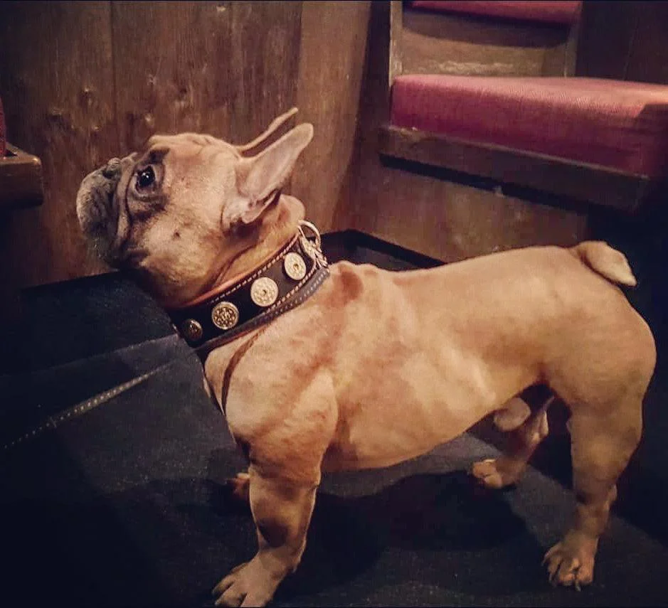 The "Bijou" collar orange - Image 4
