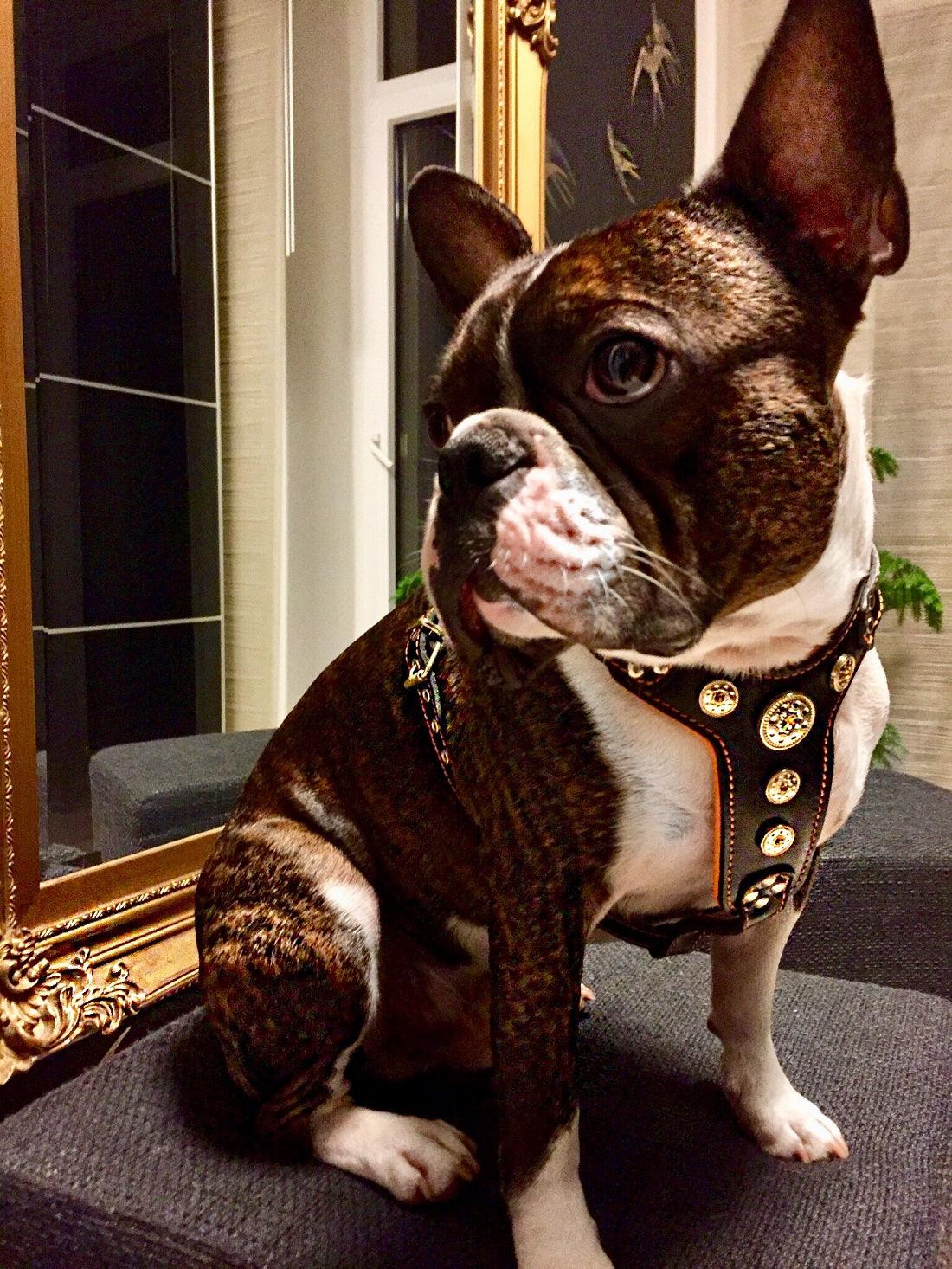 The ''Bijou'' harness Black & Orange Small to Medium Size - Image 2