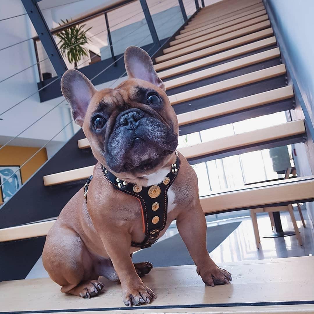 The ''Bijou'' harness Black & Orange Small to Medium Size - Image 3