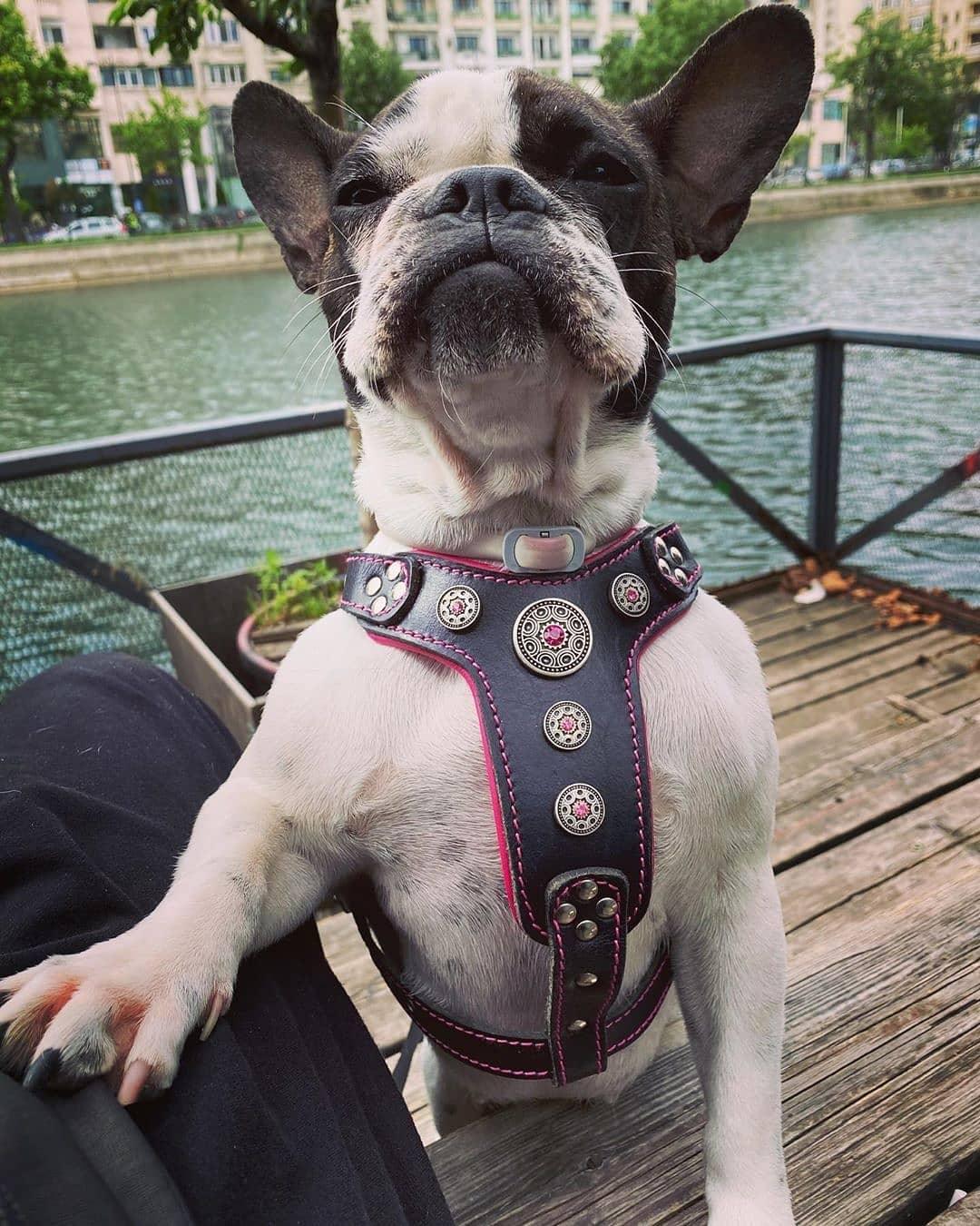 The ''Bijou'' harness Black & Pink Small to Medium Size - Image 2
