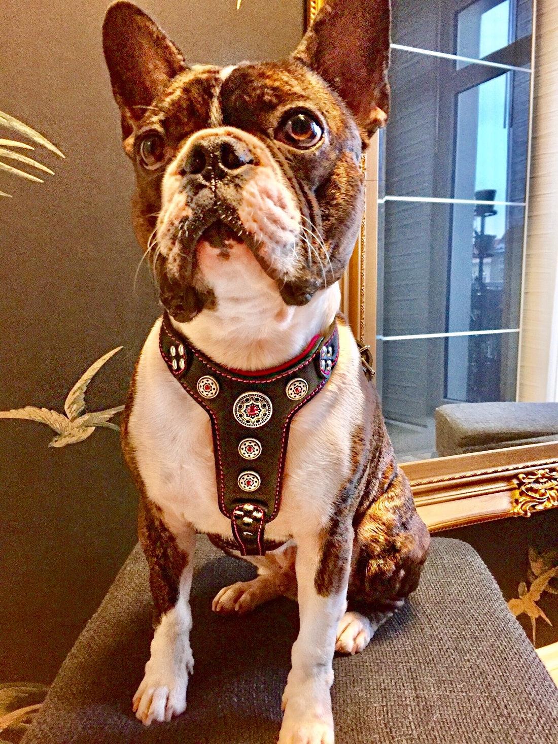 The ''Bijou'' harness Black & Pink Small to Medium Size - Image 3