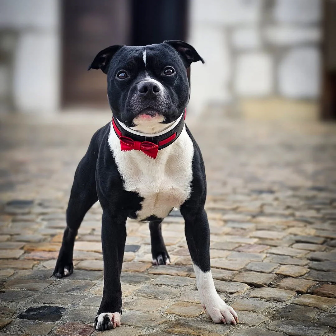 The "Bowtie" collar black - Image 3