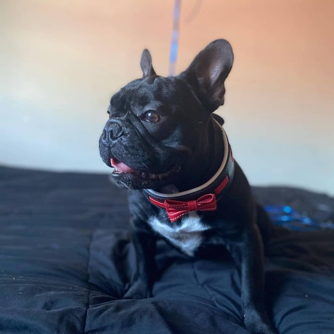 The "Bowtie" collar black - Image 4