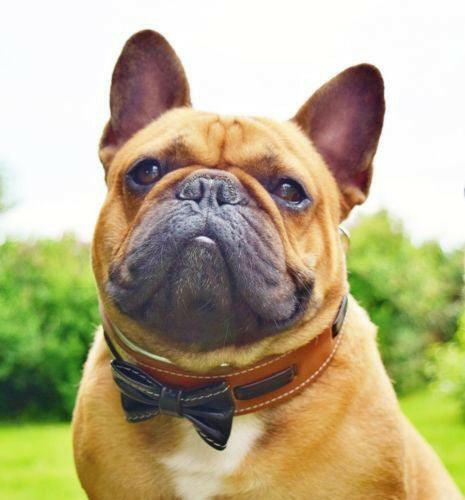 The "Bowtie" collar brown - Image 2