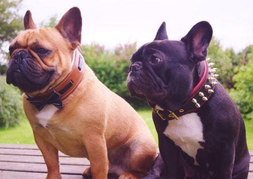 The "Bowtie" collar brown - Image 3