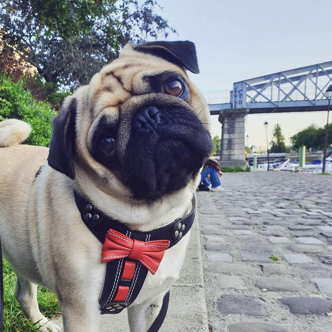 The "Bowtie" handmade leather harness black Small to Medium Size - Image 2