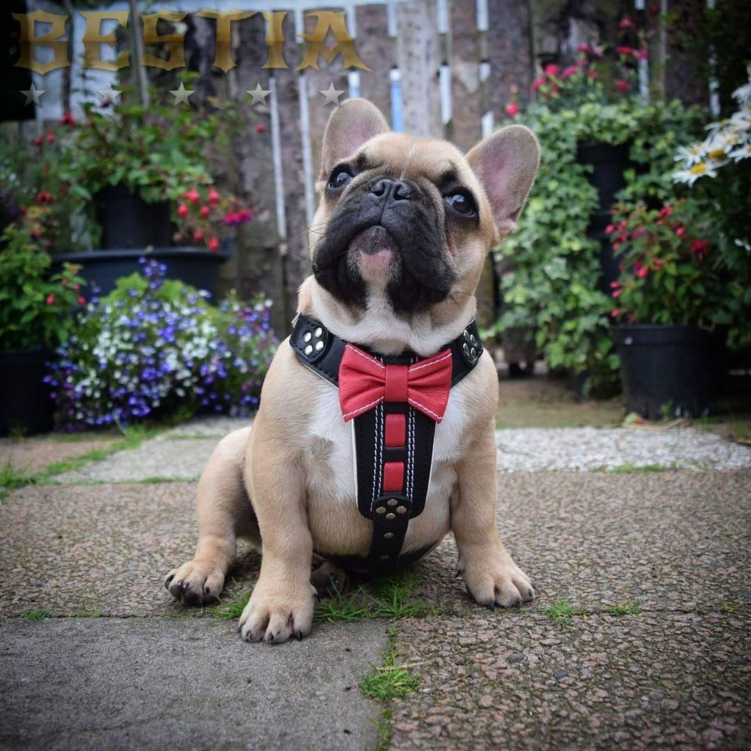 The "Bowtie" handmade leather harness black Small to Medium Size - Image 3