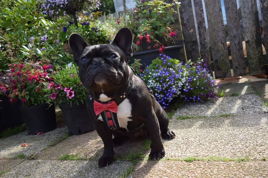 The "Bowtie" handmade leather harness black Small to Medium Size - Image 4