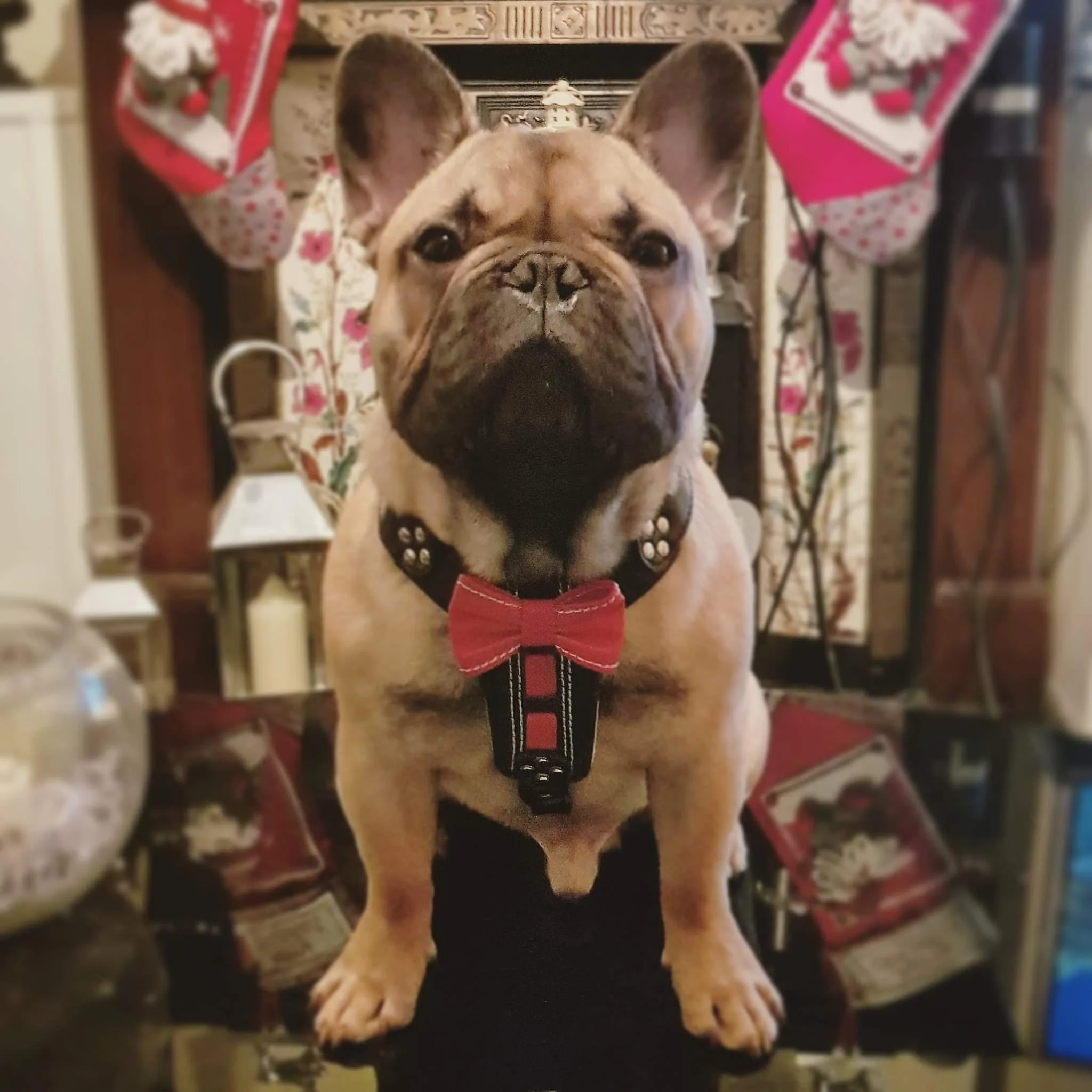 The "Bowtie" handmade leather harness black Small to Medium Size - Image 5