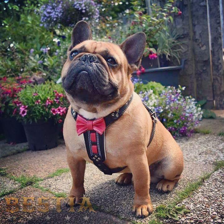 The "Bowtie" leather harness brown Small to Medium Size - Image 2