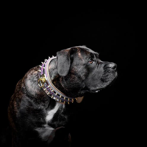 The Candy Dog Collar - Image 5