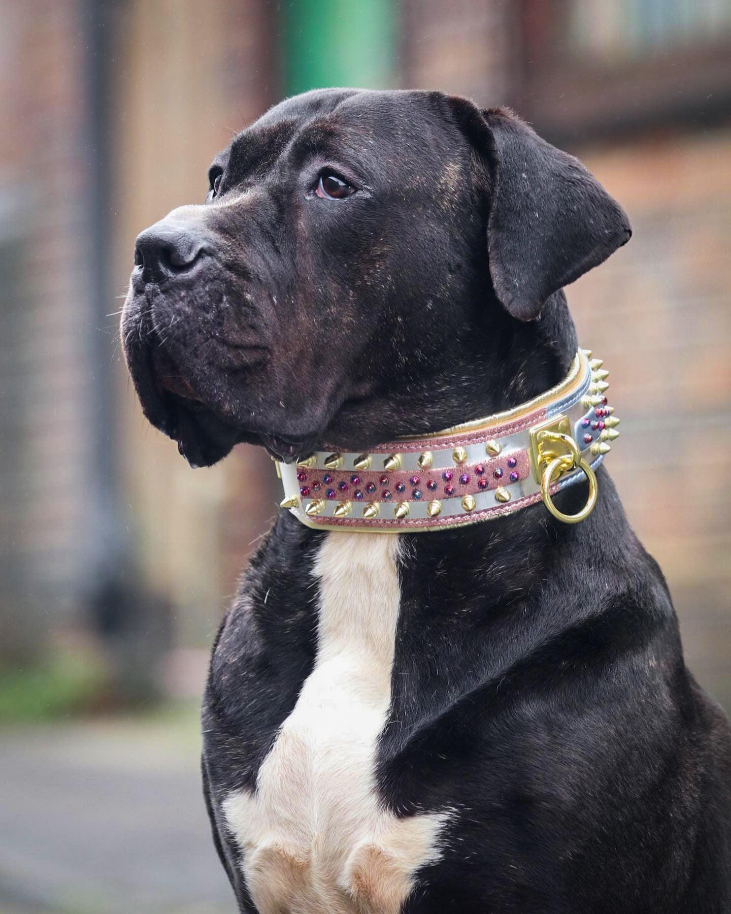 The Candy Dog Collar - Image 6