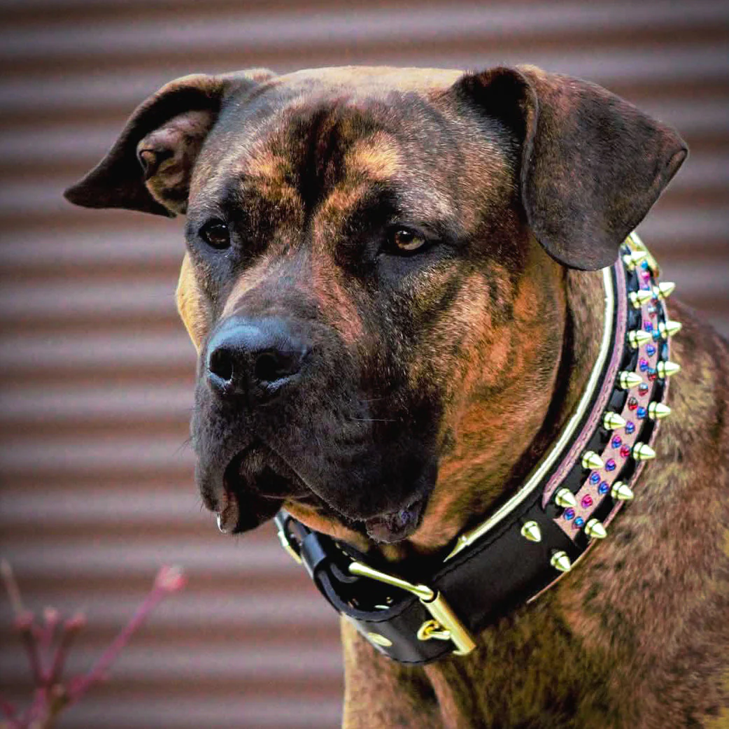 The Candy Dog Collar Black - Image 5