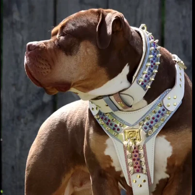 THE CANDY Harness - Image 2