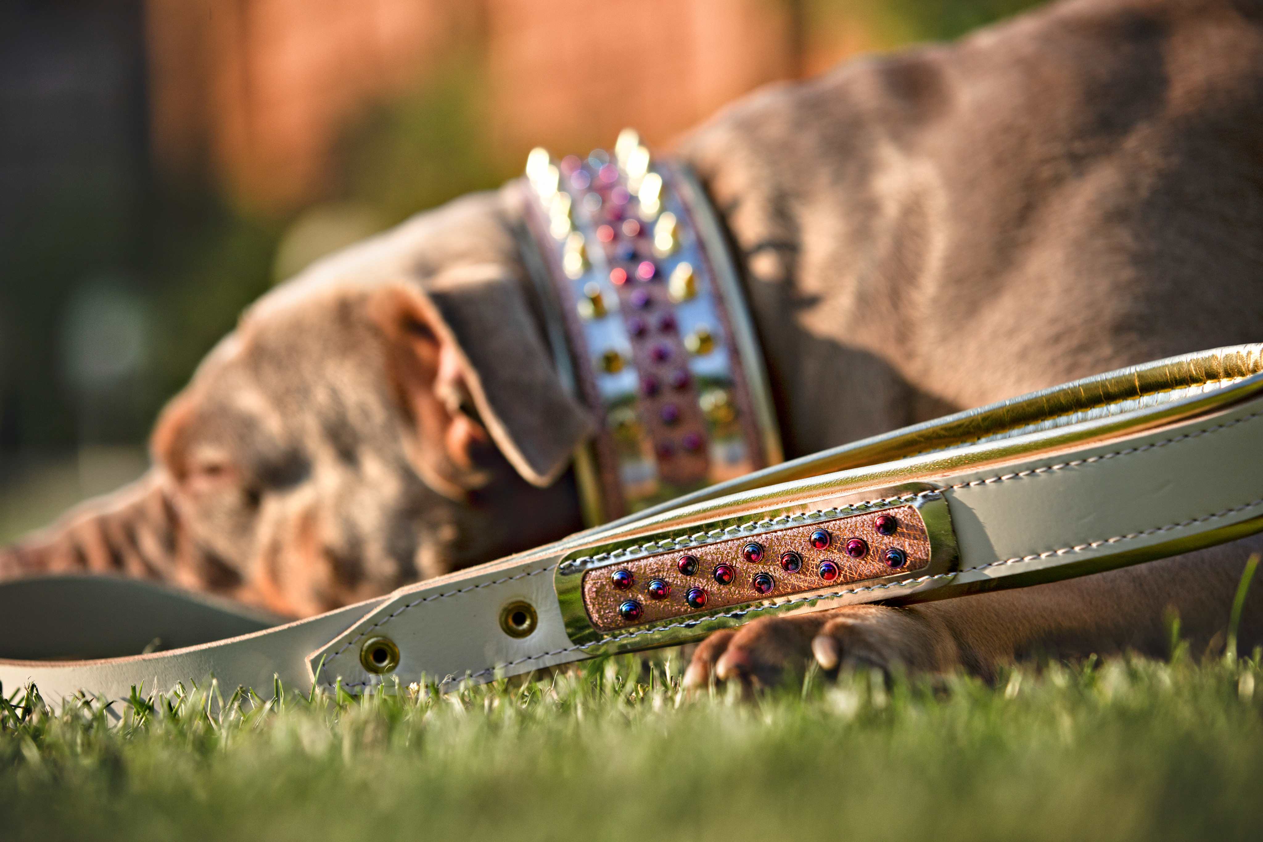 The Candy Leash - Image 2