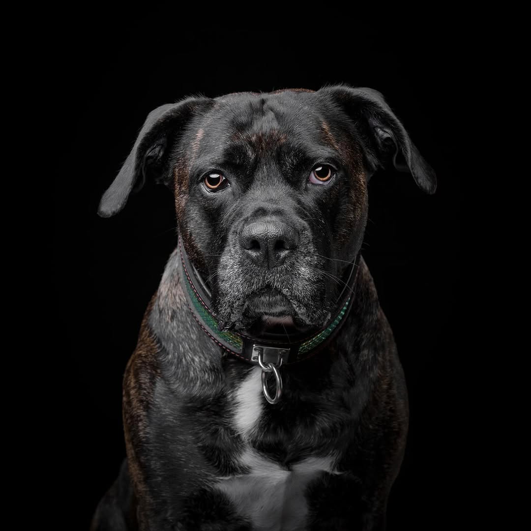 The ''D`Albertis'' collar - Image 4