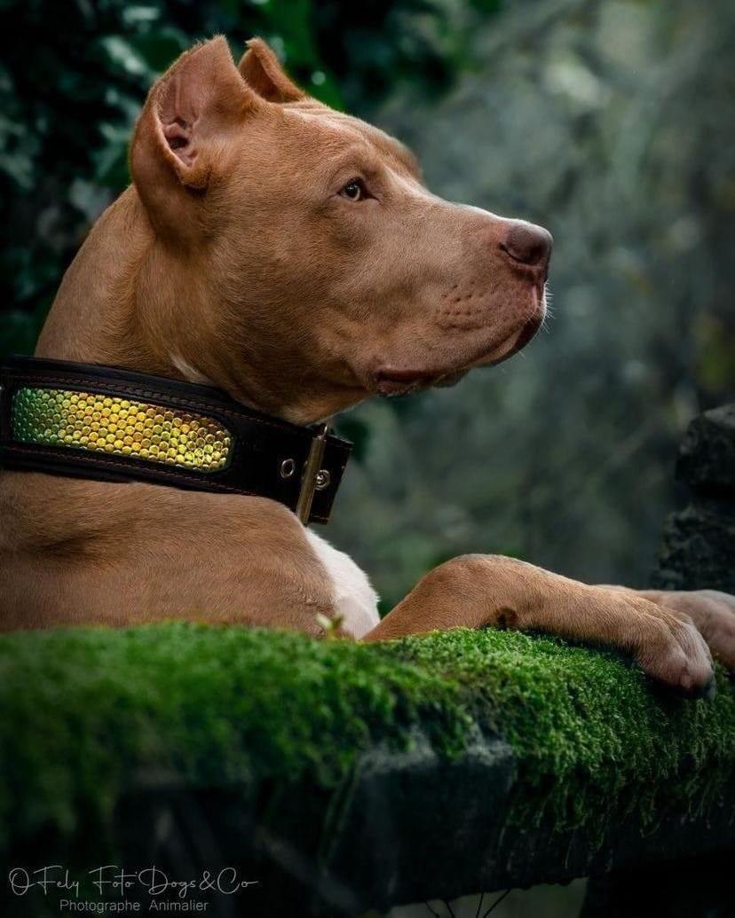 The ''D`Albertis'' collar - Image 6