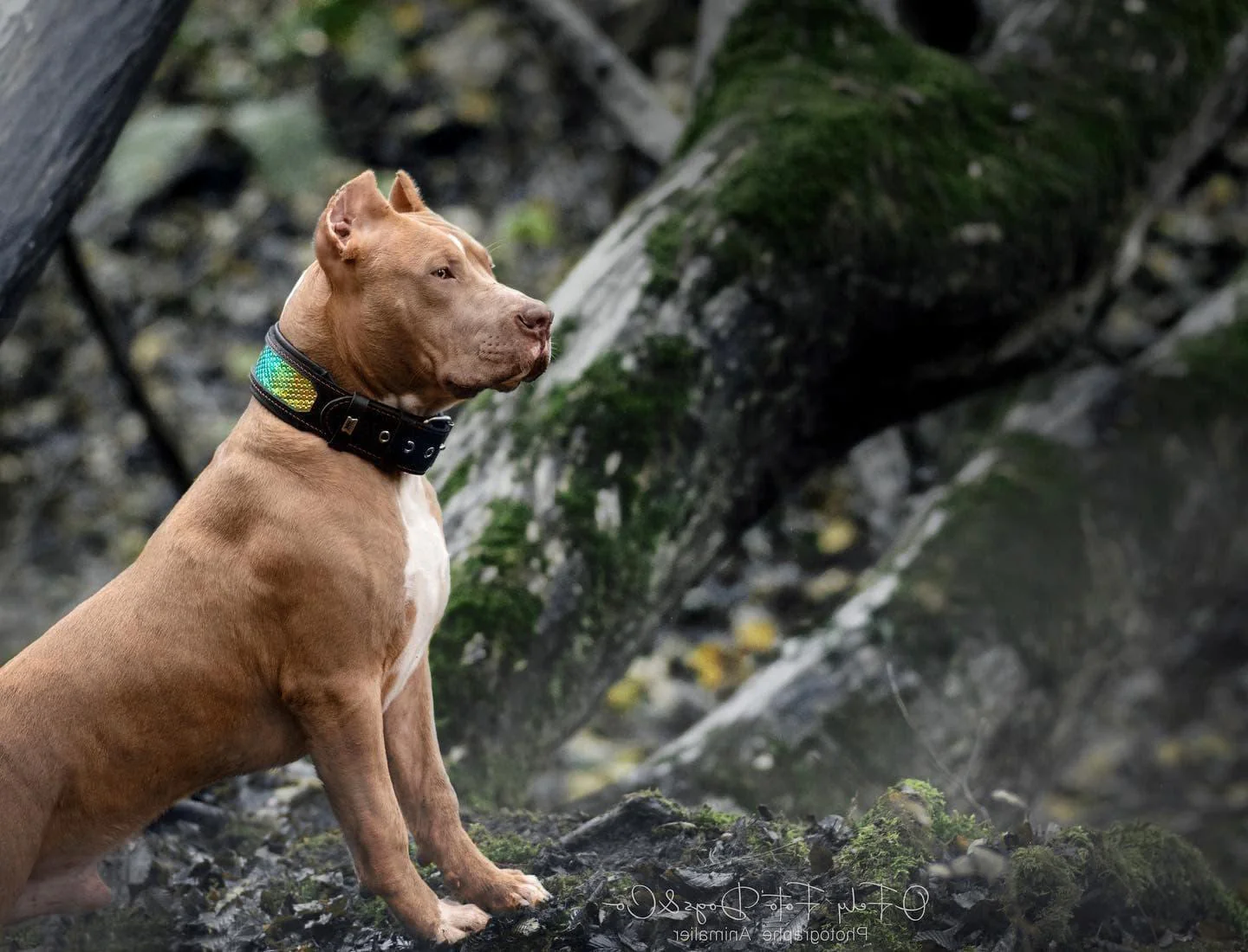 The ''D`Albertis'' collar - Image 7