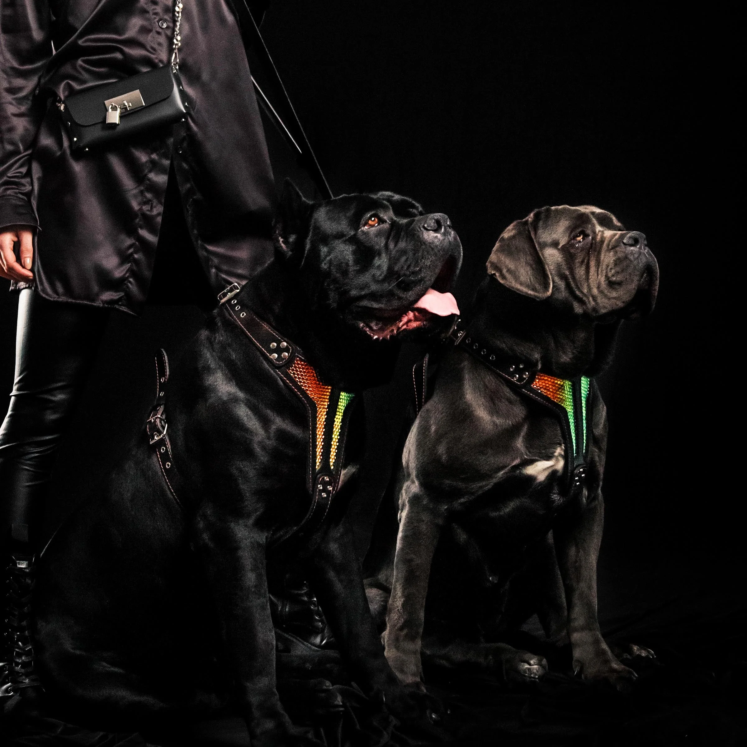 The ''D`Albertis'' harness LIMITED - Image 3