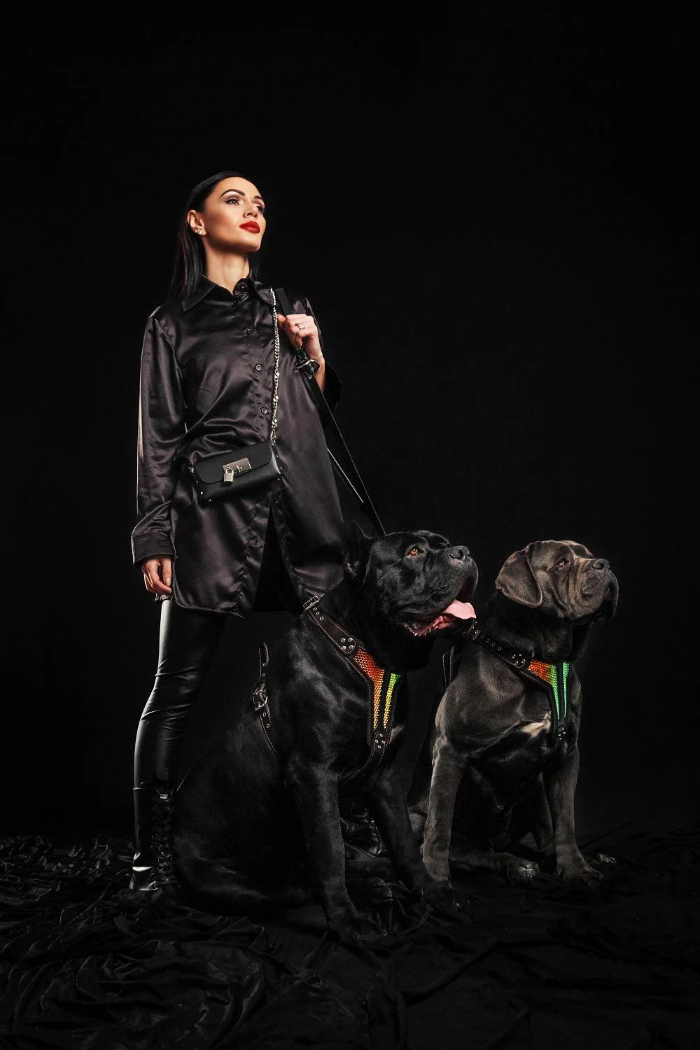 The ''D`Albertis'' harness LIMITED - Image 4