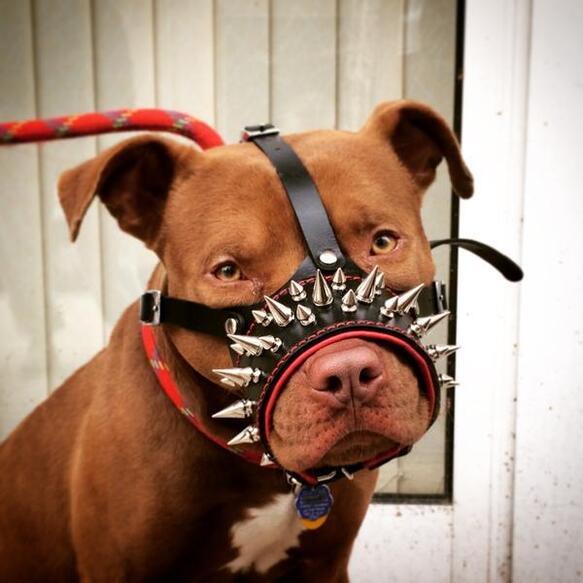 The "Danger" muzzle - Image 2