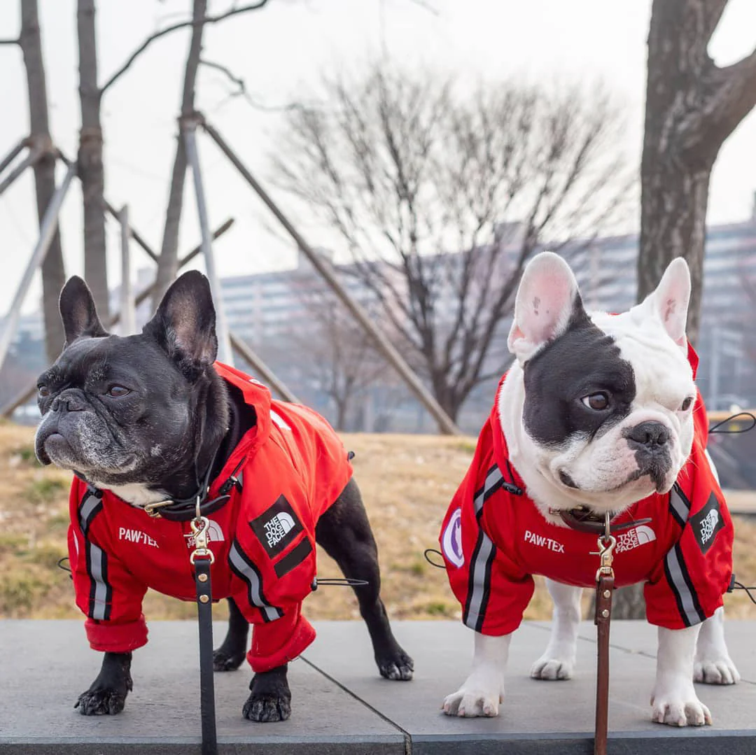 The Dog Face Windproof Waterproof Reflective Pet Cat Dog Jacket - Image 35